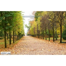 Tranh Phong Cảnh_L0002