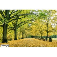 Tranh Phong Cảnh_L0008