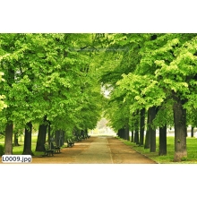 Tranh Phong Cảnh_L0009
